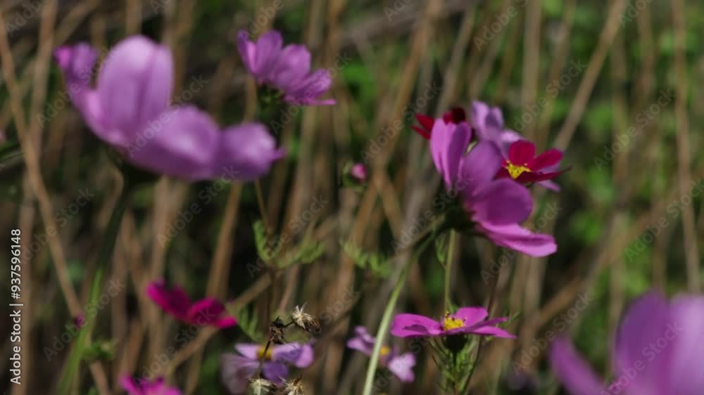Idyllic summer meadow on a beautiful sunny day. Cosmos plants are an essential for many summer gardens, reaching varying heights in many colors. Idyllic summer meadow on a beautiful sunny day. Cosmos plants are an essential for many summer gardens, reaching varying heights in many colors.