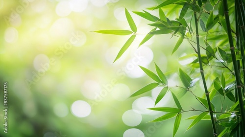 Bamboo forest and green meadow grass with natural light in blur style. Bamboos green leaves and bamboo tree with bokeh in nature forest. Nature pattern view of leaf on blurred greenery background, ai