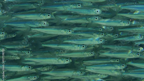 Extreme close-up of a big concentration of Sprat fish (Atherinomorus forskalii) swimming underwater sparkling on bright sunny day in sunrays, Slow motion photo