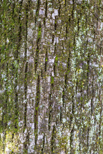 Detailed image of tree trunk bark with green moss and lichen growing in the crevices The vertical shot highlights the intricate patterns and natural textures, showcasing the beauty of forest elements