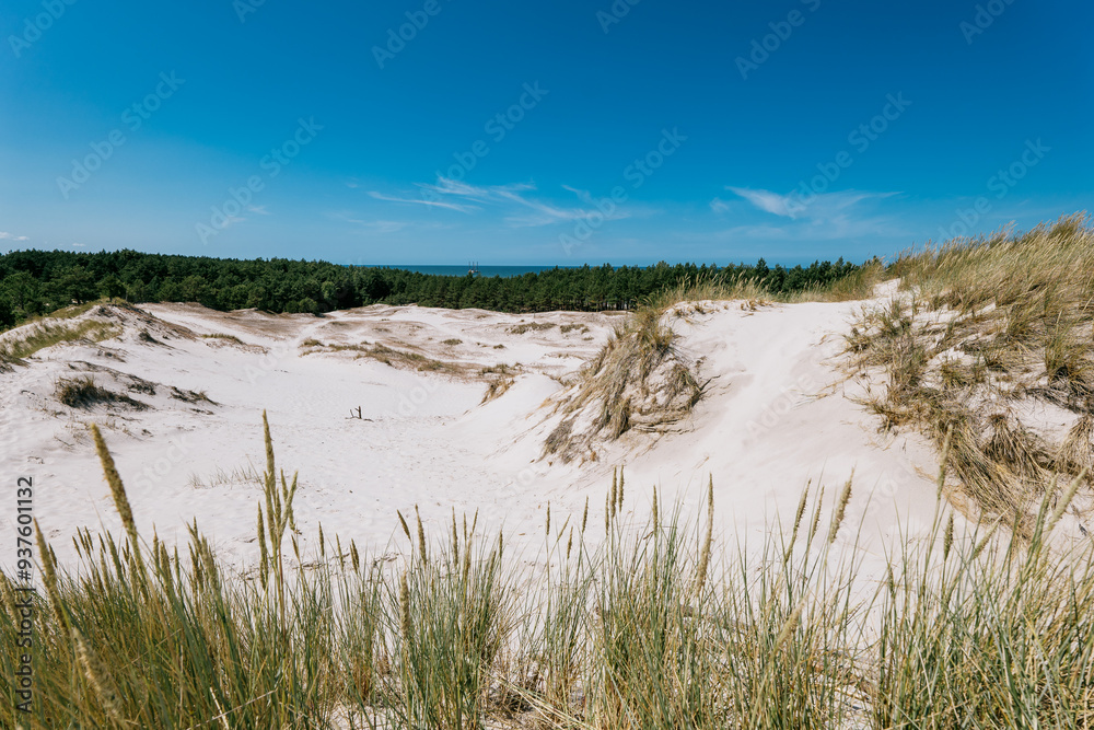 Dunes on the Baltic Sea. Grass in the foreground. Forest and sea in the distance. Lubiatowo, Poland