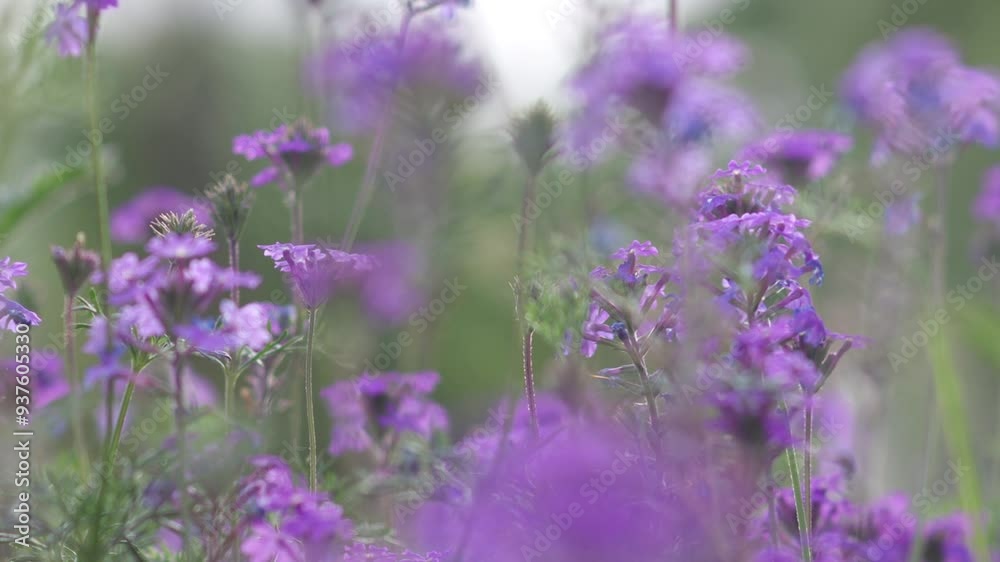 Purple wildflowers blooming in the meadow. Purple wildflowers blooming in the meadow.