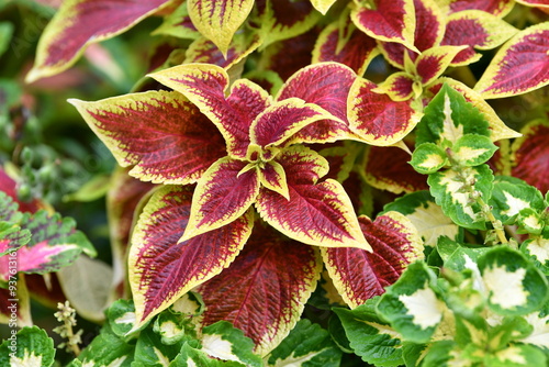 Beautiful bright flower of a variegated nettle, Coleus scutellarioides photo