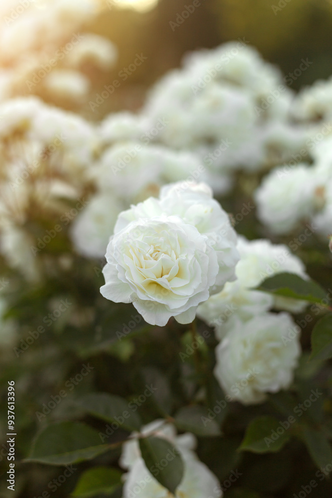 Garden of Dreams with Roses Garden of Dreams with Roses