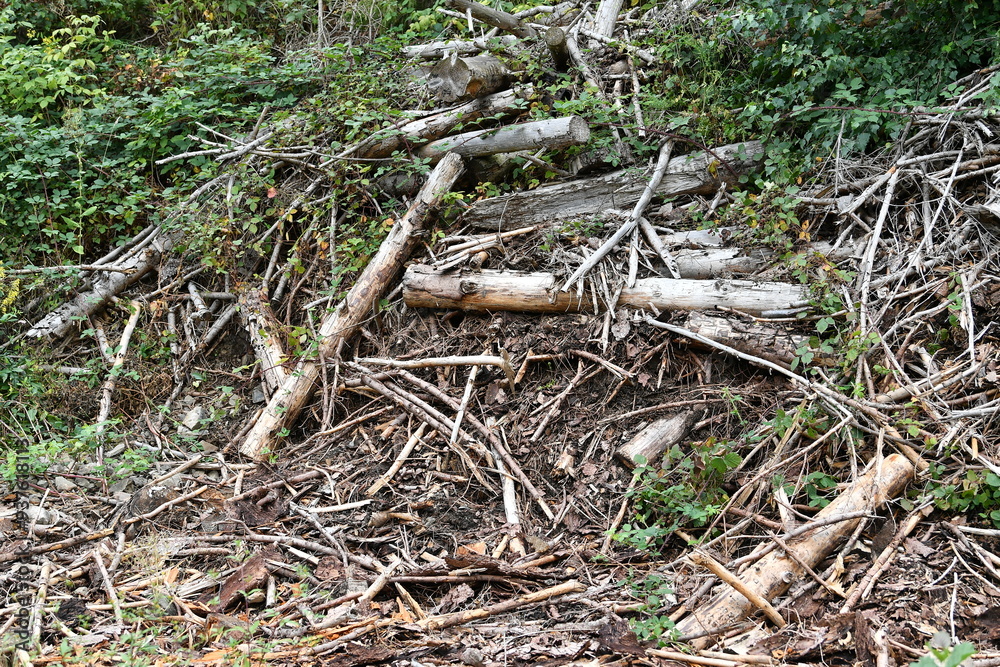 Tree remains after a clearing of the forest in the Harz Mountains Tree remains after a clearing of the forest in the Harz Mountains