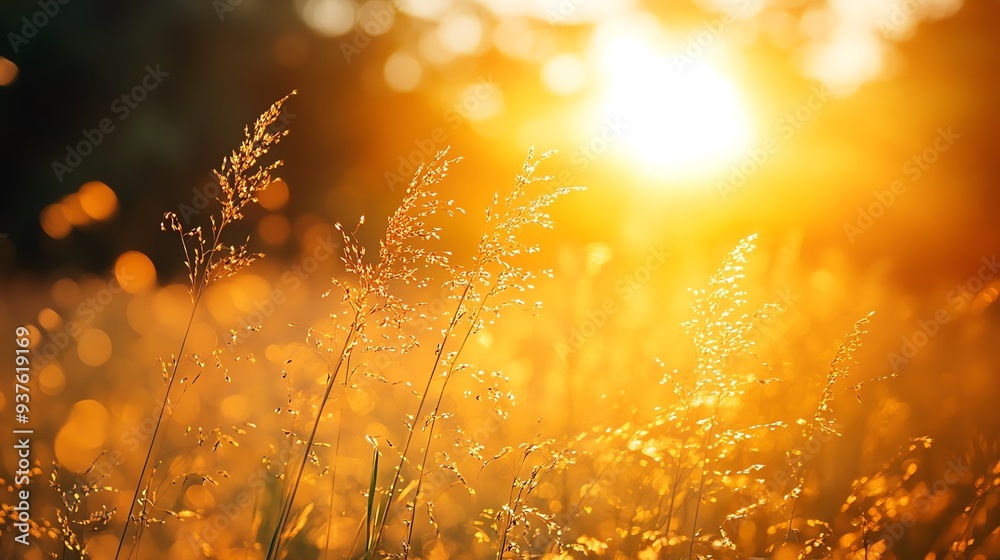 Fototapeta premium Golden grass field under a setting sun, Main keyword grass, Concept warm evening glow
