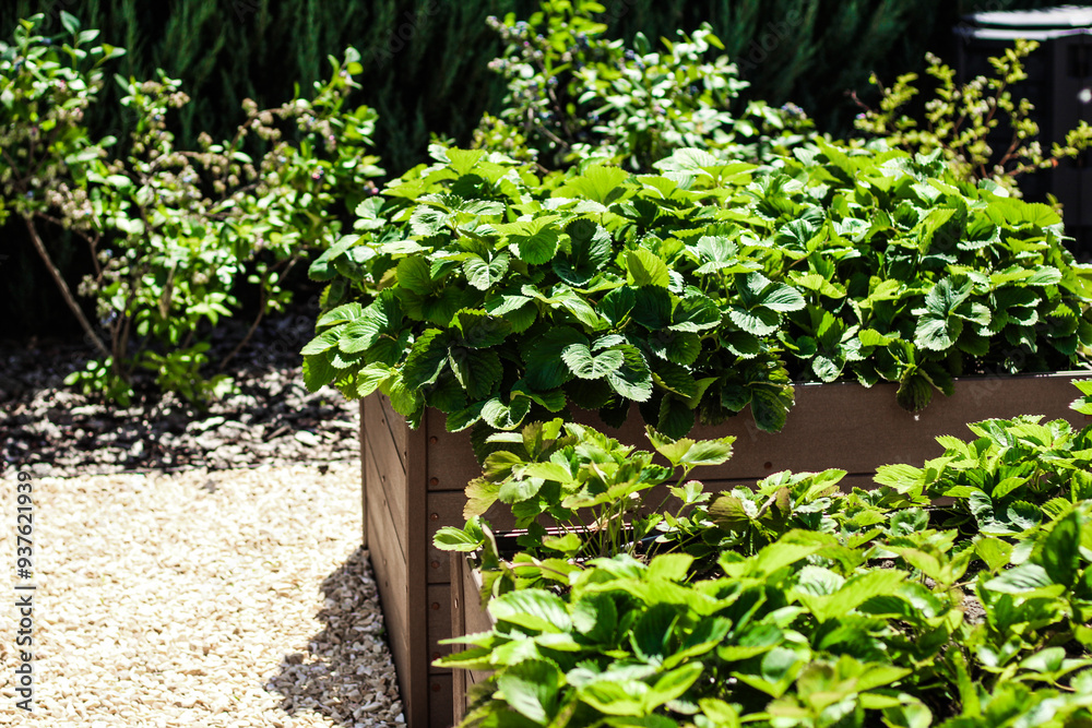 Gardening at home, strawberries in wooden garden beds Gardening at home, strawberries in wooden garden beds