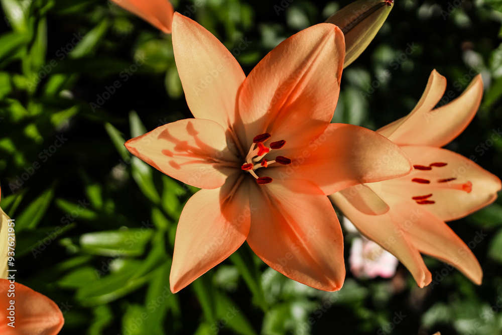 Fototapeta premium Orange lily bushes close-up in the garden