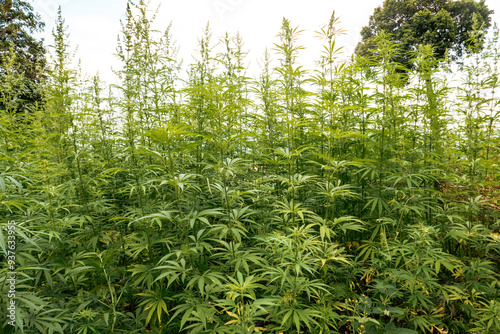 Scenic view of So Tepeth tribal village amidst a Cannabis Sativa plantation - Marijuana at Mount Napak in Karamoja, Uganda
 photo