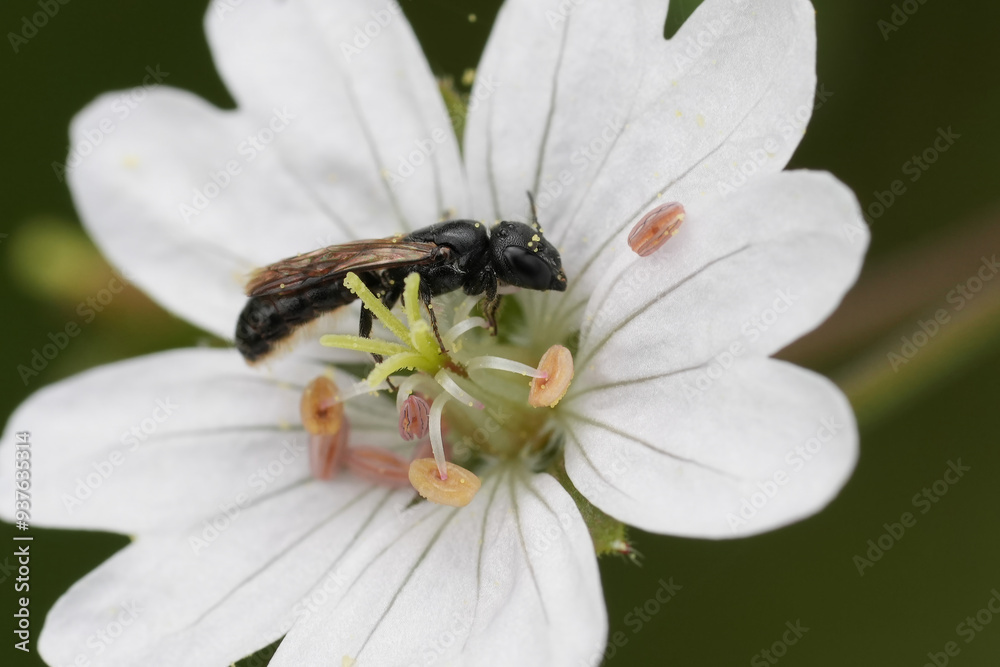 Closeup on a small scissor bee, Chelostoma campanulorum on a white flower Closeup on a small scissor bee, Chelostoma campanulorum on a white flower