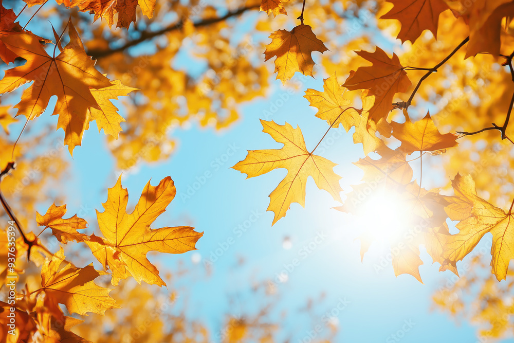 Maple leaves in autumn sunny day Maple leaves in autumn sunny day