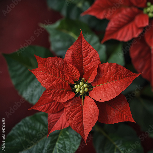 red poinsettia flower