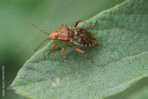 Detailed closeup on a scentless plant bug, Rhopalus subrufus on a green leaf in the garden photo