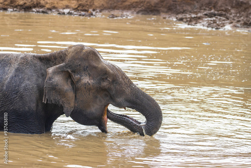 elephant drinking water in the forest of bandipur photo