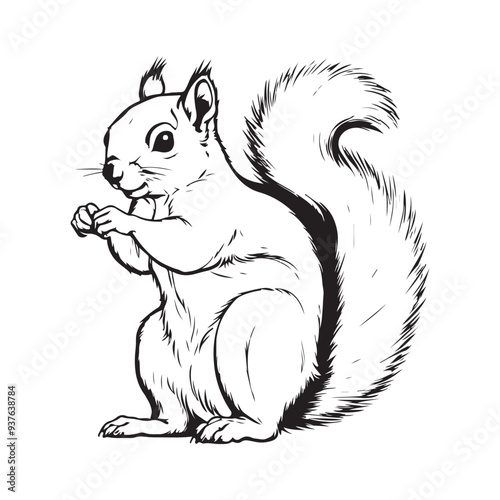 Squirrel line art vector silhouette with white Background