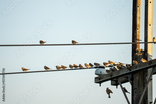 bird on a wire