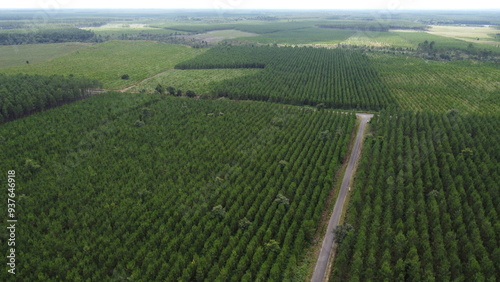 Drone shot of the forests in the Landes region, France