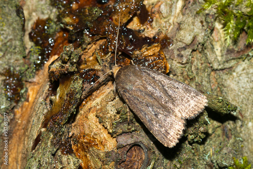 Dreipunkt-Glanzeule (Amphipyra tragopoginis) photo