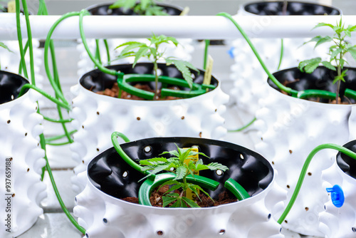 Close up of Cannabis or Marijuana plants on white pots in modern greenhouse with solar panels and automatic watering system for the concept of modern cannabis cultivation.