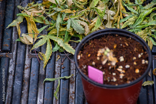 Dead standing cannabis seedlings in plastic plant pots on blurred background, withered and withered cannabis leaves or marijuana leaf  in green house, Select focus.