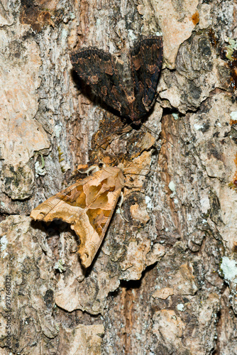 Achateule, oder auch Mangoldeule (Phlogophora meticulosa) genannt und Dunkelbraune Waldrandeule ( Mniotype satura  ) photo