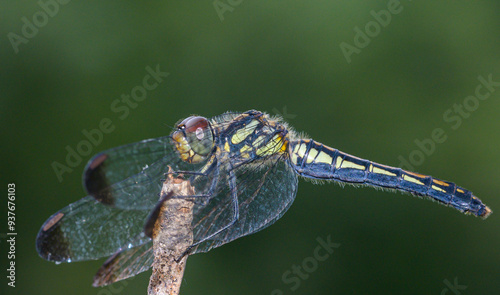 dragonfly on a branch