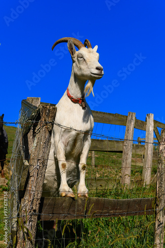 A proud white billy goat standing tall, looking sideways into the distance, perched on a wooden fence rail, with a defiant yet calm demeanor. In the foreground, the fencing rails, and in the backgroun