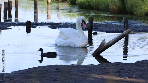 swans on the lake