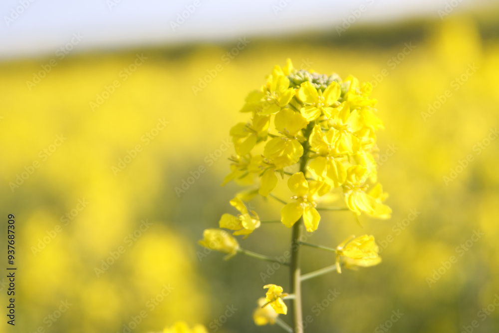 菜の花畑 菜の花畑