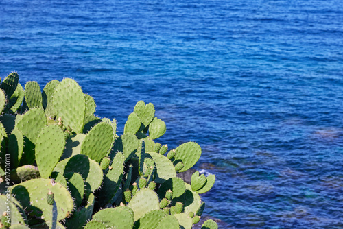 cactus on the beach; summer; Italy; Sicily 