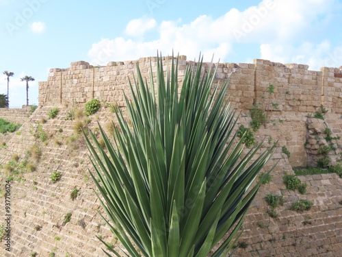 Mediterranean green plant against the backdrop of the ancient walls of Caesarea in Israel. An interesting journey through ancient and historical sights.