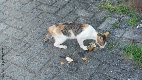 Cat is eating fish in the yard
