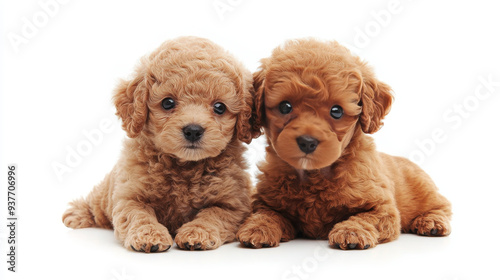 Two adorable Toy Poodle puppies posing on a white background. The scene captures the playful and sweet nature of the puppies, highlighting their curly fur and expressive eyes, perfect for a baby anima