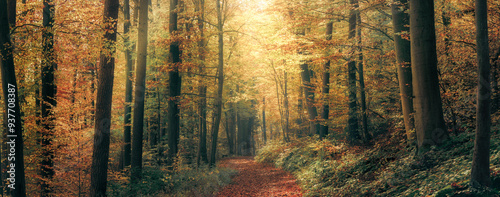 Harmonic autumn scenery in a colorful beech forest, with a footpath and a bea...