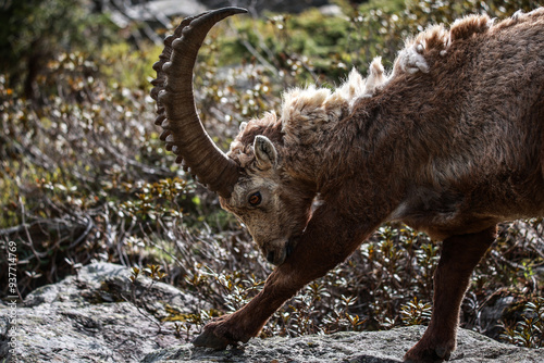 Fototapeta Naklejka Na Ścianę i Meble -  Kozica alpejska