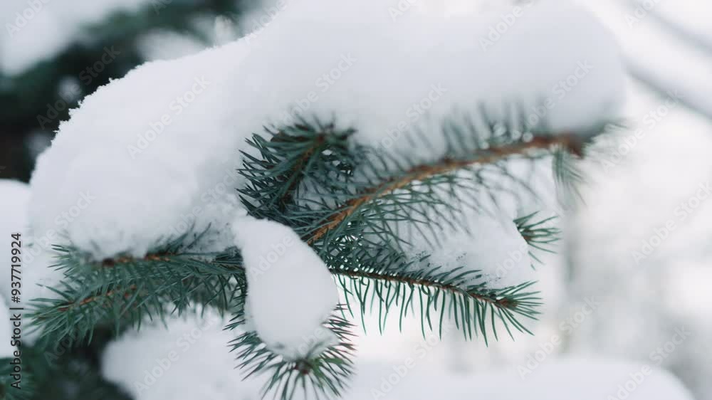 Slow motion handheld shot of blue spruce twigs covered by snow