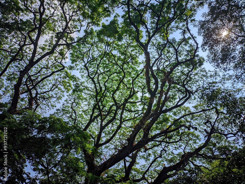 Nature Canopy Background with Sunlight and Green Leaves Nature Canopy Background with Sunlight and Green Leaves