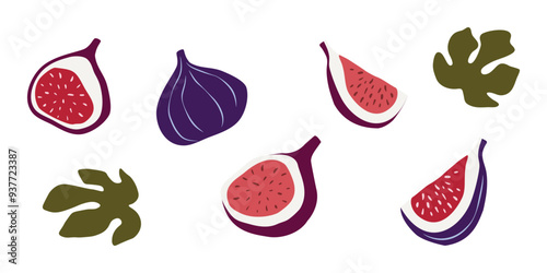 set of fig fruit. fig leaves. isolated hand drawn on white background