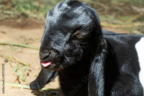closeup black baby goat close up looking cute with mouth out, black goat sleeping