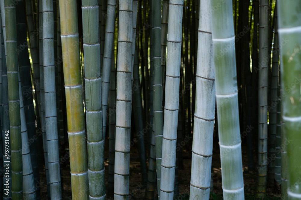 Processed collage of green bamboo fence surface texture. Background for banner, backdrop or texture for 3D mapping