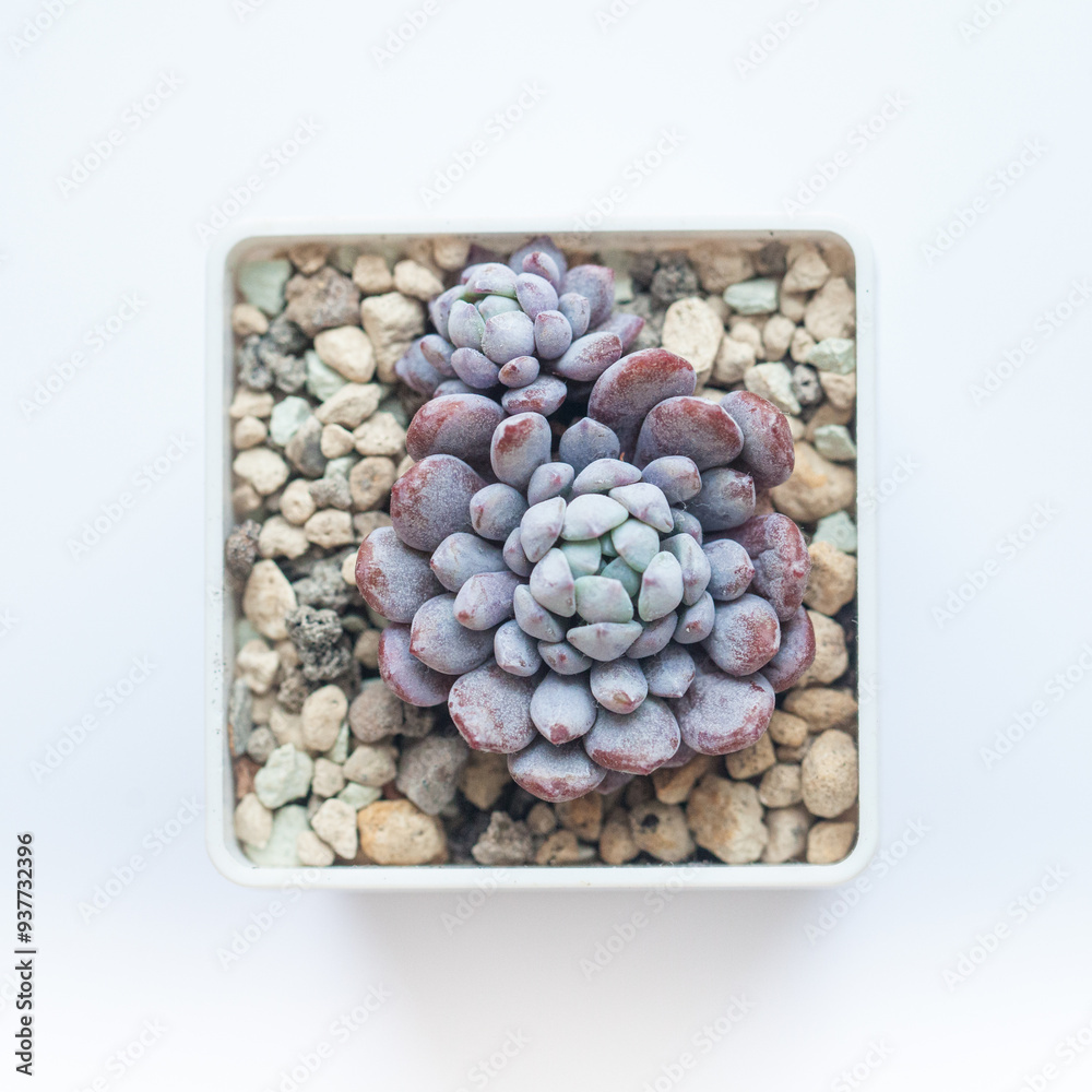 Purple color Echeveria Amoena plant, botanic tropical exotic blooming foliage arrangement horticulture on white background Purple color Echeveria Amoena plant, botanic tropical exotic blooming foliage arrangement horticulture on white background