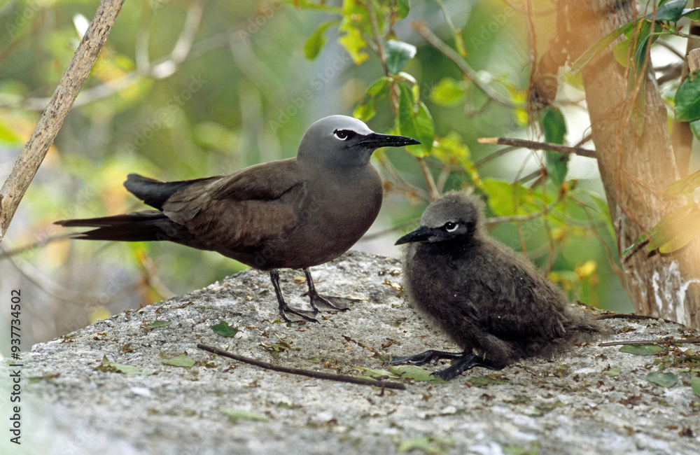 Noddi brun,.Anous stolidus, Brown Noddy Noddi brun,.Anous stolidus, Brown Noddy