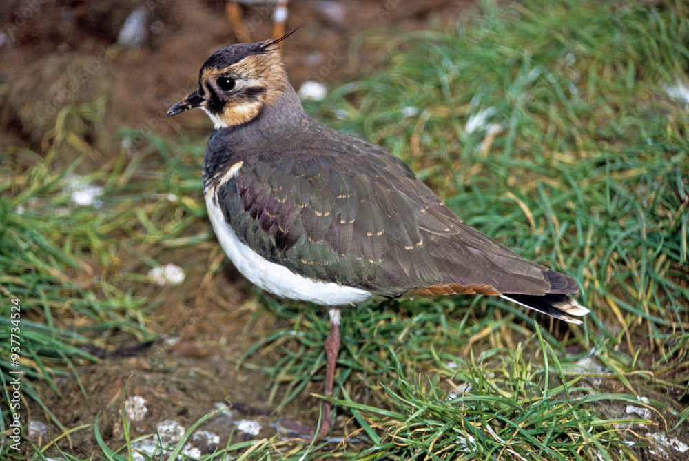 Vanneau huppé,.Vanellus vanellus, Northern Lapwing Vanneau huppé,.Vanellus vanellus, Northern Lapwing