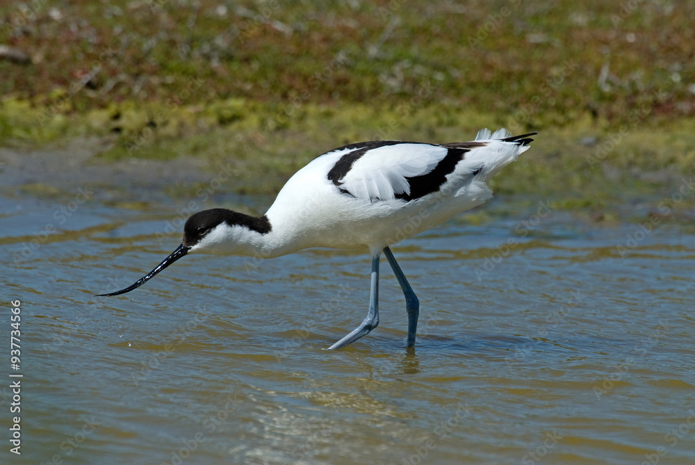 Obraz premium Avocette élégante, Recurvirostra avosetta, Pied Avocet