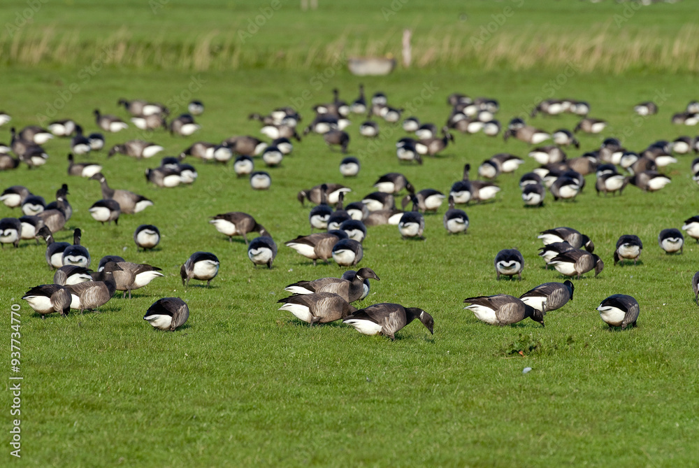 Bernache cravant,.Branta bernicla, Brant Goose, marais; region Pays de Loire; marais Breton; 85, Vendée, Loire Atlantique, France Bernache cravant,.Branta bernicla, Brant Goose, marais; region Pays de Loire; marais Breton; 85, Vendée, Loire Atlantique, France
