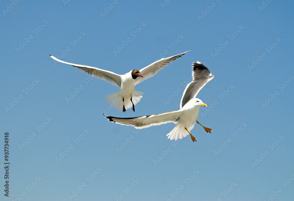 Goéland brun,.Larus fuscus, Lesser Black backed Gull, Mouette rieuse,.Chroicocephalus ridibundus, Black headed Gull Goéland brun,.Larus fuscus, Lesser Black backed Gull, Mouette rieuse,.Chroicocephalus ridibundus, Black headed Gull