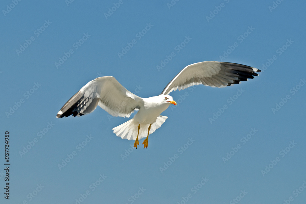 Goéland brun,.Larus fuscus, Lesser Black backed Gull Goéland brun,.Larus fuscus, Lesser Black backed Gull