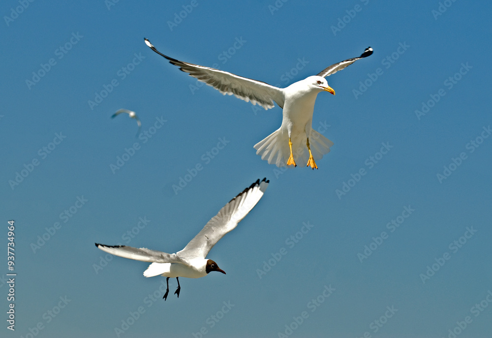 Goéland brun,.Larus fuscus, Lesser Black backed Gull, Mouette rieuse,.Chroicocephalus ridibundus, Black headed Gull Goéland brun,.Larus fuscus, Lesser Black backed Gull, Mouette rieuse,.Chroicocephalus ridibundus, Black headed Gull