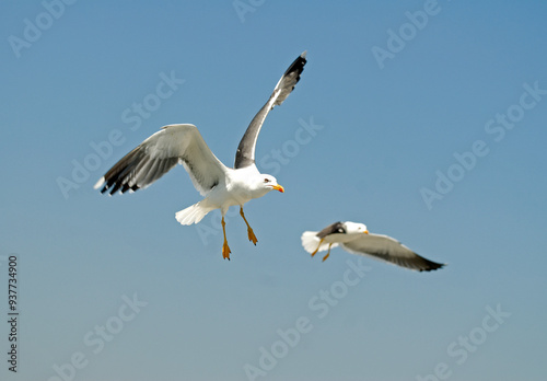 Goéland argenté,.Larus argentatus, European Herring Gull photo