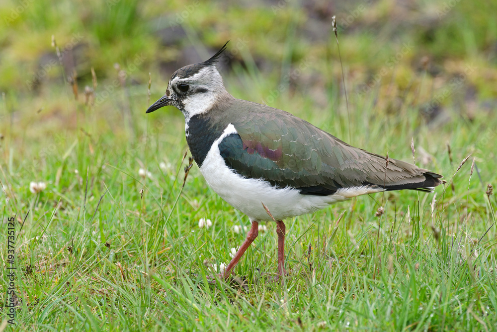 Vanneau huppé,.Vanellus vanellus, Northern Lapwing